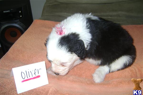 Old English Sheepdog puppy for sale